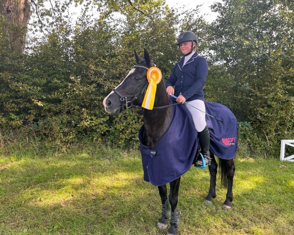 dressage horse Augustenhofs Hobbit (German Riding Pony, 2012, from Holsteins Harlekin)