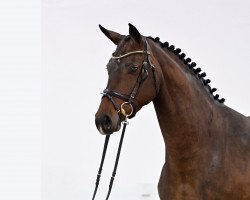 jumper Diadema PS (Hanoverian, 2019, from Diaron OLD)