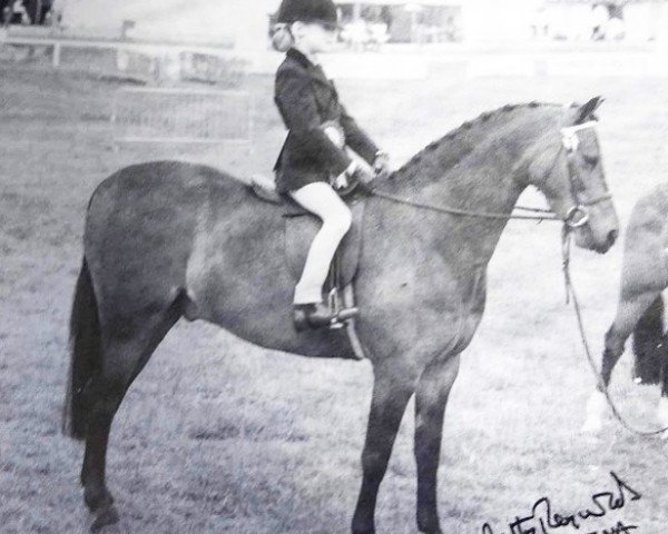 horse Woodhead High Flyer (Welsh-Pony (Section B), 1981, from Belvoir Jasper)