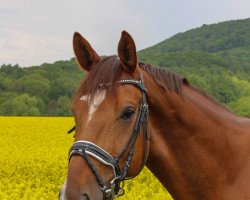 dressage horse Dagostino 17 (Hanoverian, 2014, from Don Frederic 3)