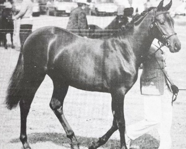 horse Strinesdale Pansy (British Riding Pony, 1990, from Westacre Concerto)