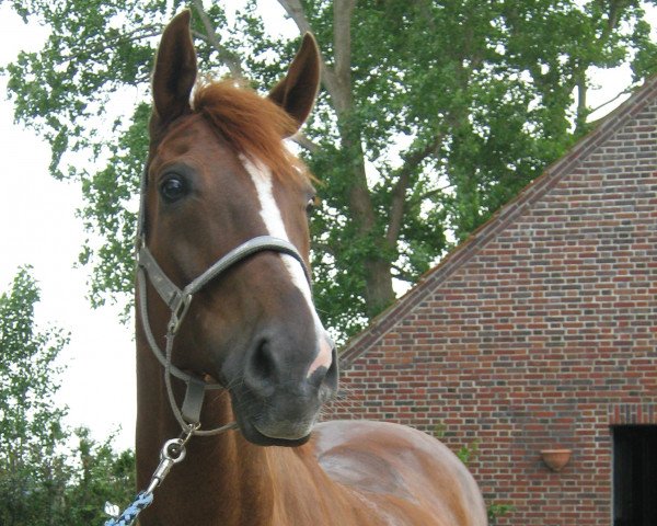 Pferd Don Ronaldo (Oldenburger, 1999, von Don Gregory)