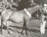 broodmare Huttons Ambo Candytuft (British Riding Pony, 1976, from Rudi xx)