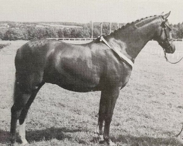 Pferd Ainsty Game Fair (British Riding Pony, 1989, von Lechlade Quince)