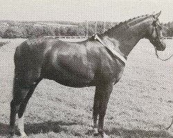 horse Ainsty Game Fair (British Riding Pony, 1989, from Lechlade Quince)