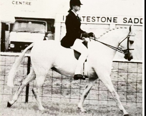 horse Gunnerby Gaiety Girl (British Riding Pony, 1981, from Twylands Troubadour)