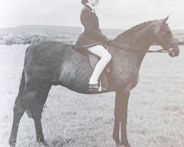 Pferd Cocum Silkstead (British Riding Pony, 1979, von Glenfield Hill Cottage)