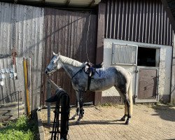 Springpferd Chava (Deutsches Sportpferd, 2017, von Cambridge 31)