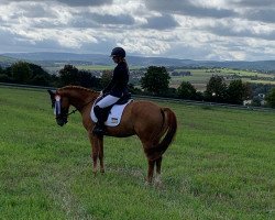 dressage horse Mr. Twisty (Westphalian, 2017, from FS Mr. Right)