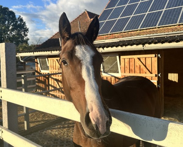 Springpferd Nachtigall (Holsteiner, 2020, von Cascadello)