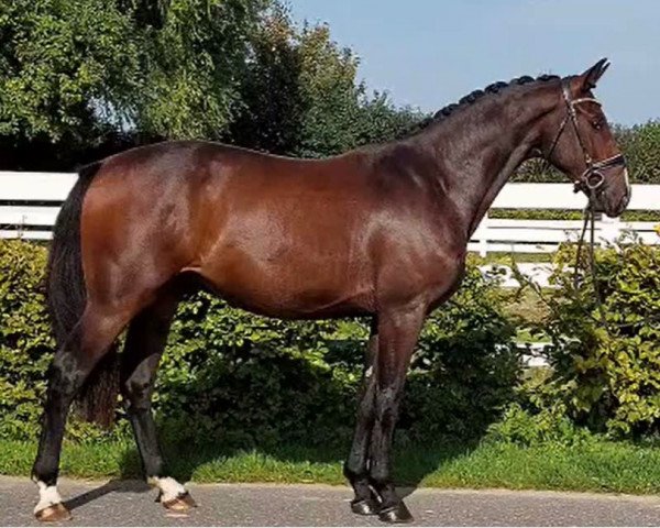dressage horse Finn (Hanoverian, 2021, from For Gold OLD)