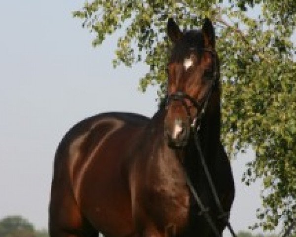 stallion Landrover (Oldenburg, 1996, from Landadel)