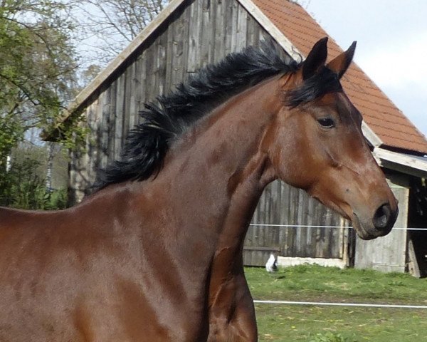 broodmare Honfleur TCS (KWPN (Royal Dutch Sporthorse),  , from Charmeur)