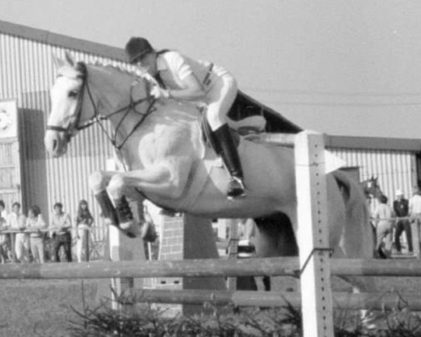 broodmare Panam (Oldenburg, 1975, from Panther x)