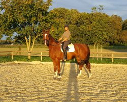 dressage horse Fenton 4 (Hanoverian, 2017, from Federico Fellini)