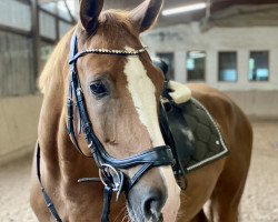 dressage horse Sternzauber W (Westphalian, 2017, from Sir Heinrich OLD)