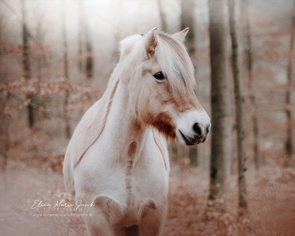 Pferd Lady Lea (Fjordpferd, 2005, von Rånn N.2659)