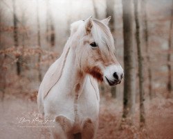 horse Lady Lea (Fjord Horse, 2005, from Rånn N.2659)