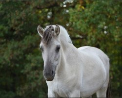 horse Ralinka H (Fjord Horse, 2021, from Venlo)