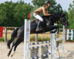 stallion Turfhorst Lady Killer (Welsh Partbred, 2013, from Kooihuster Samme)