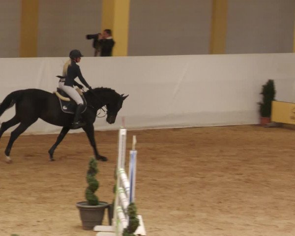 Springturnier Stadl Paura 2023