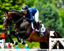 jumper Lucero la Silla (Mexican Riding Horse, 2005, from Dollar de la Pierre)