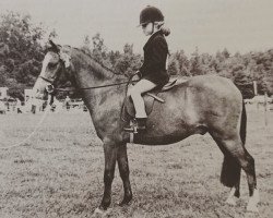 horse Bengad Mistletoe (Welsh mountain pony (SEK.A), 1973, from Bengad Nepeta)