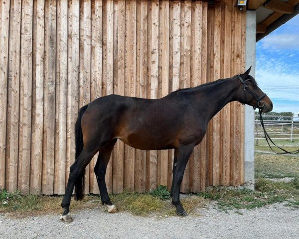 dressage horse Waluna (Trakehner, 2018, from Schwarzgold)