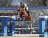 Springpferd Quality Magic (Irish Sport Horse, 2014, von Obos Quality)