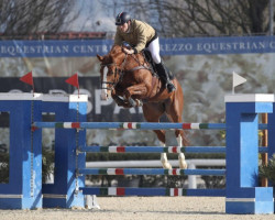 jumper Quality Magic (Irish Sport Horse, 2014, from Obos Quality)