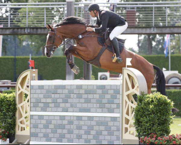 jumper High Tea (Royal Warmblood Studbook of the Netherlands (KWPN), 2012, from Cento)