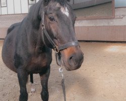 broodmare Menuet III (Trakehner, 2002, from Latimer)