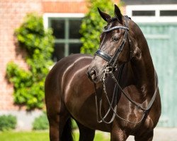 dressage horse Isabelle 56 (KWPN (Royal Dutch Sporthorse), 2013, from Desperado)