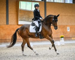 dressage horse Danonino (Hanoverian, 2016, from Danone 4)