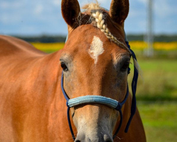 dressage horse Almara (Haflinger, 2020, from Niklas 105)