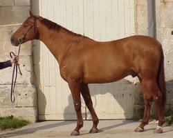 stallion Chronos de Nabout AA (Anglo-Arabs, 1990, from Oberon du Moulin)