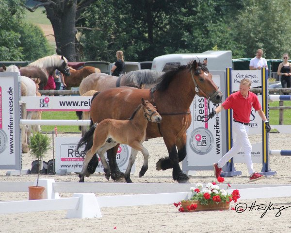 horse Hengst von Augustus / Gunder (Rhenish-German Cold-Blood, 2021, from Augustus)