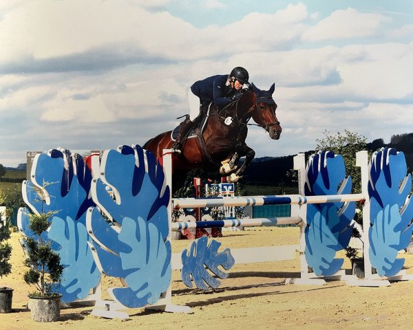 broodmare Quality Star 3 (German Sport Horse, 2010, from Quality Touch)