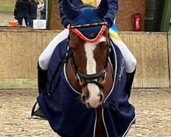 dressage horse Quatman Junior (German Riding Pony, 2017, from Quatman)