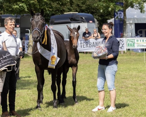 dressage horse Hengst von Impact x Cousteau (Trakehner, 2023, from Impact)