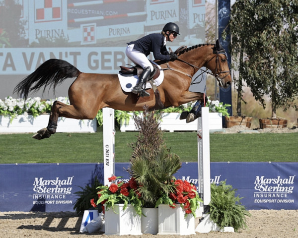 jumper Lyranta van 't Gebroekt (Belgian Warmblood, 2011, from Lord Chin)