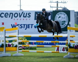 Springpferd Starkato (KWPN (Niederländisches Warmblut), 2014, von Starpower TN)