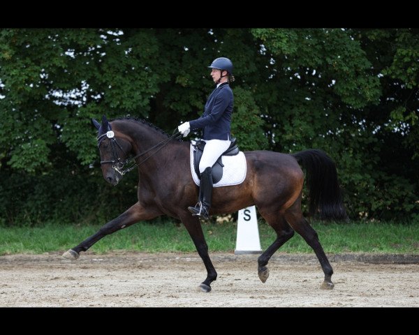 dressage horse Faustus G.I.H. (Westphalian, 2009, from Flatley 2)