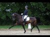 dressage horse Faustus G.I.H. (Westphalian, 2009, from Flatley 2)