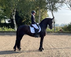 dressage horse Marieke M (Friese, 2012)