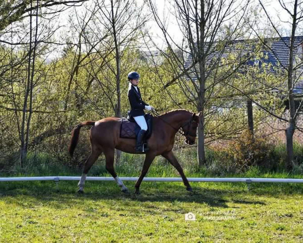 dressage horse Foxtrott (Mecklenburg, 2012)