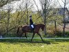 dressage horse Foxtrott (Mecklenburg, 2012)