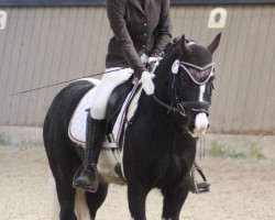 dressage horse Jack 593 (Nederlands Welsh Ridepony, 2017)