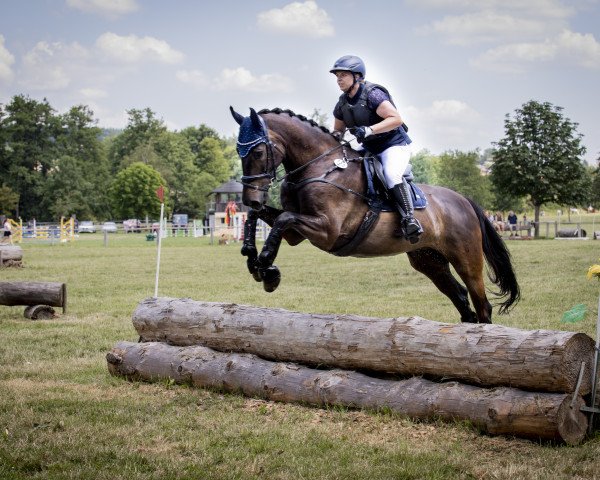 dressage horse Louie D'Or (Holsteiner, 2016, from Lamaze 3)