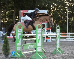 jumper Mister Monk (German Riding Pony, 2005, from Monte Christo)